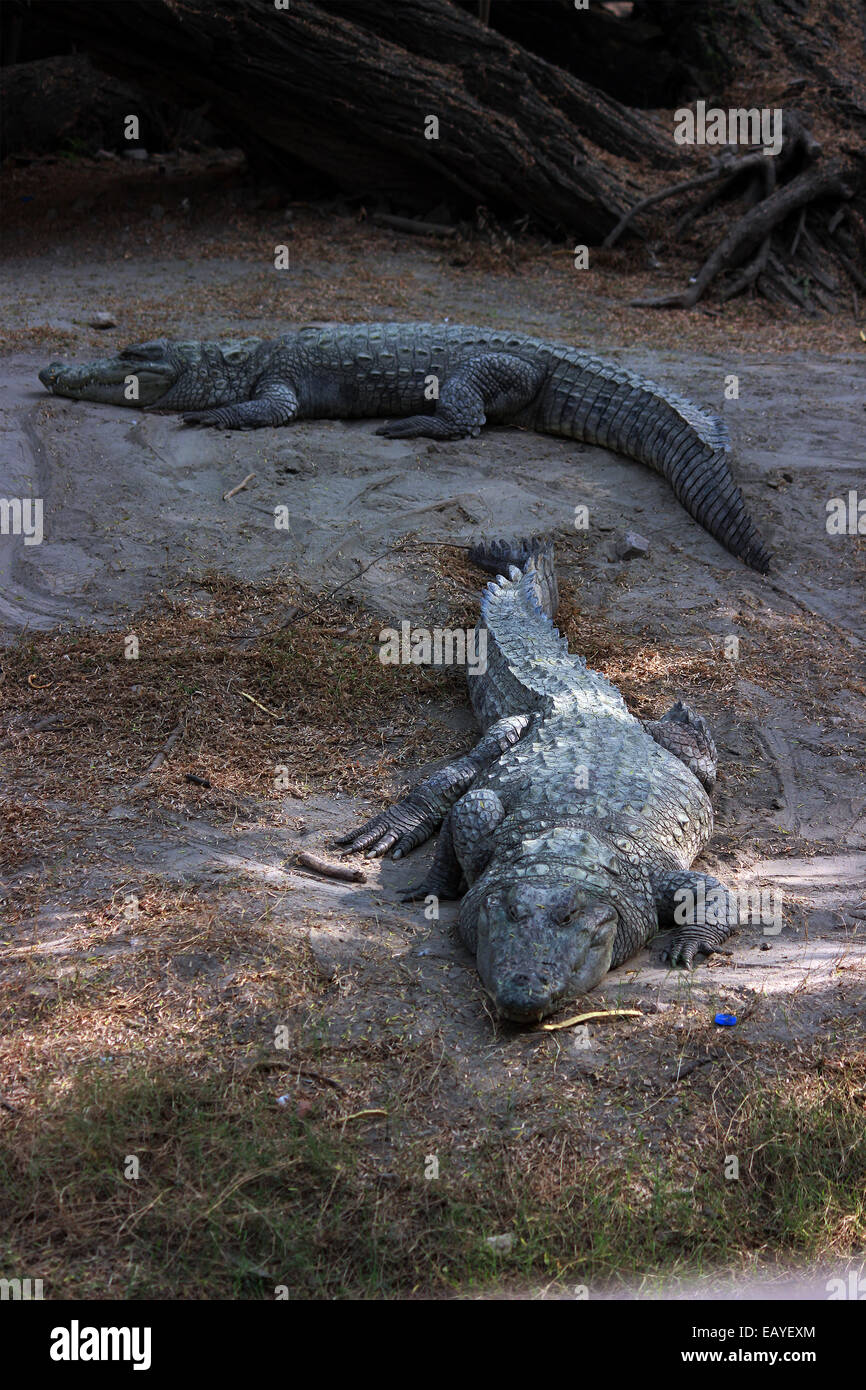Krokodil, Crocodylinae, Alligator, Salzwasser-Krokodil, Nil-Krokodil in Neu-Delhi, Indien. Stockfoto
