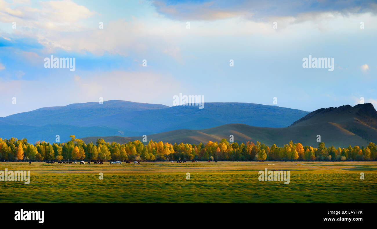 Herbstliche Bäume, mongolische Steppe, Mongolei Stockfoto