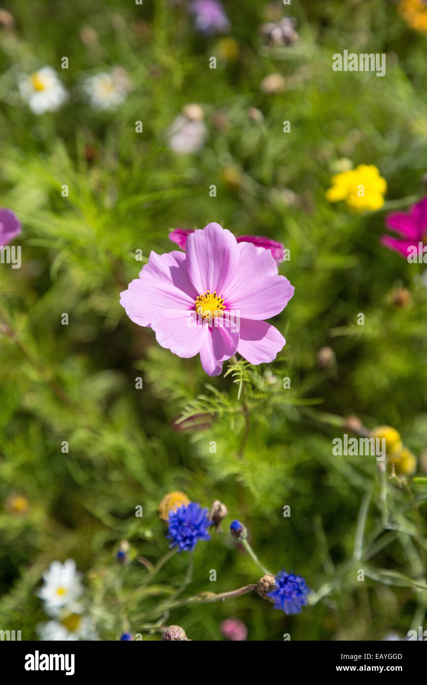 Ein Feld des Kosmos und Wildblumen Stockfoto