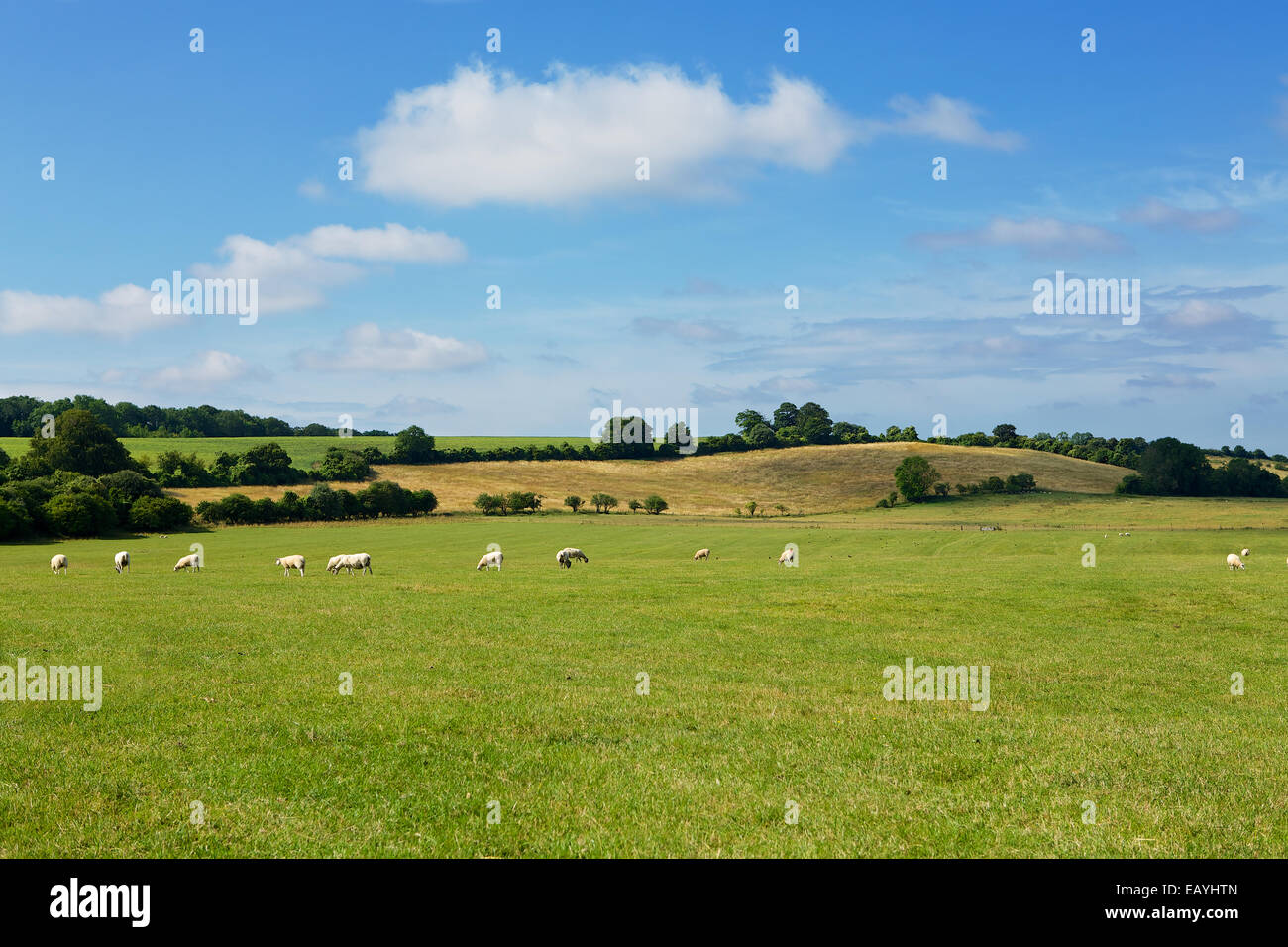 Bereich der Schafe. Schafe weiden auf den South Downs in Hampshire, England. Grünen Wiesen und blauem Himmel; eine typische ländliche Szene. Stockfoto