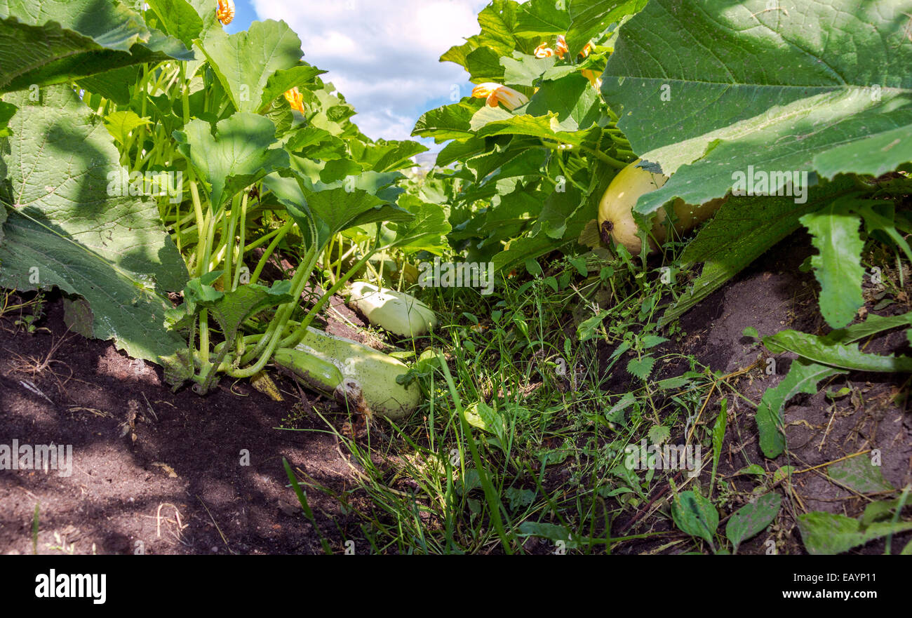 Gemüse im Garten im Sommertag Stockfoto