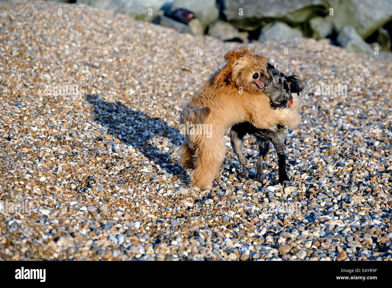Zwei Welpen spielen am Strand Stockfoto