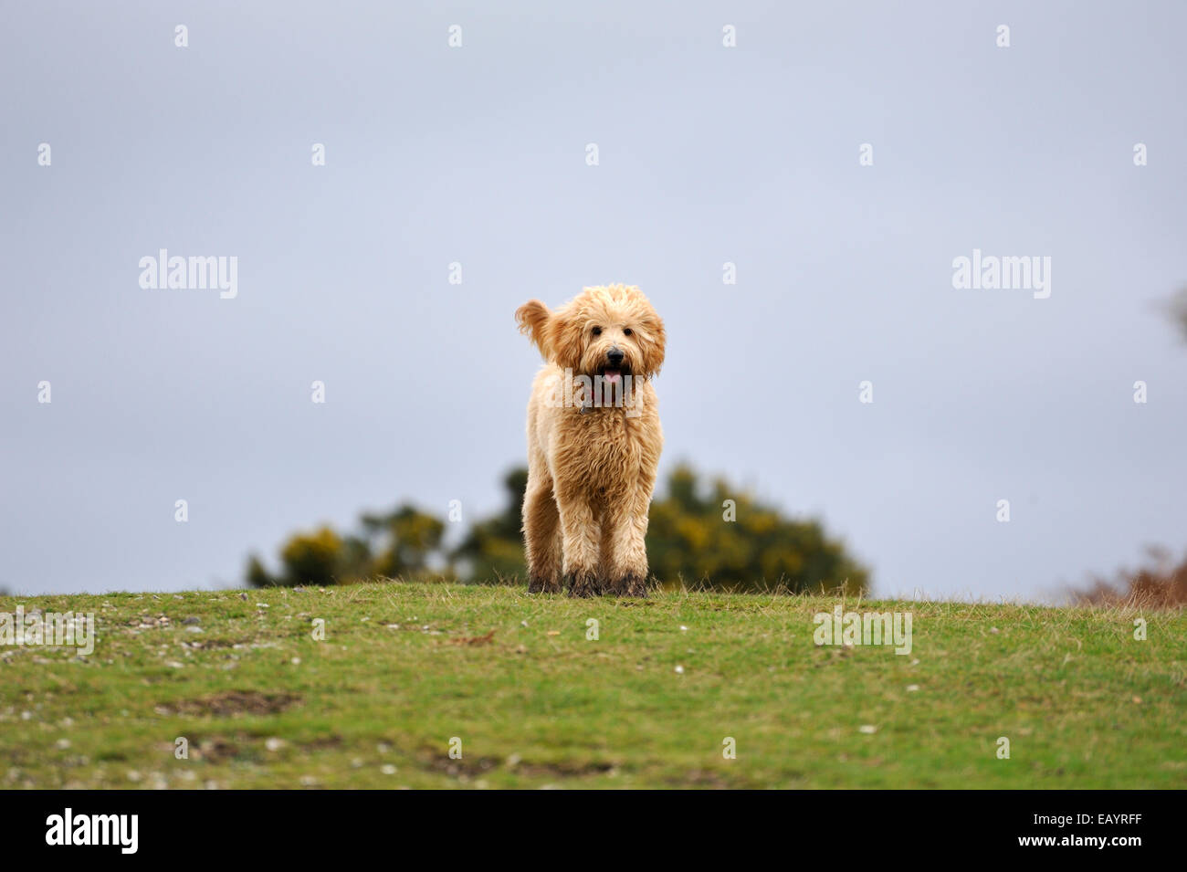 Aprikose Labradoodle Welpen stehen an der Spitze eines Hügels Stockfoto