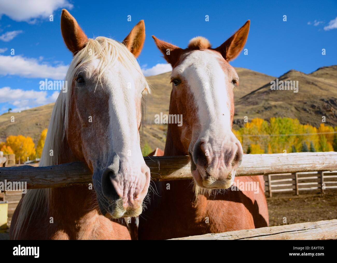 Pferde in der Koppel Stockfoto