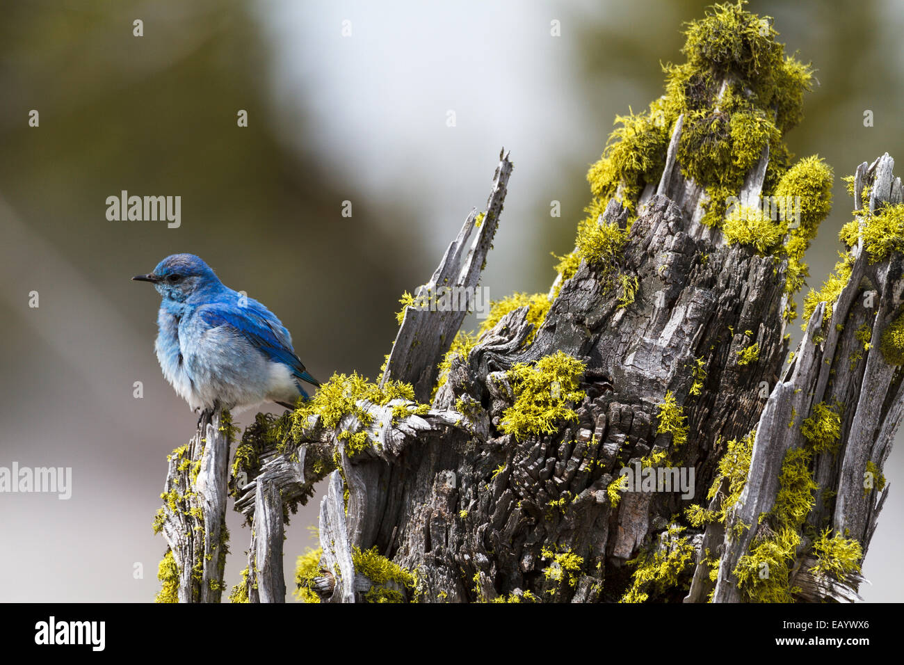 Mountain Bluebird, West Thumb Geyser Basin, Yellowstone-Nationalpark Stockfoto