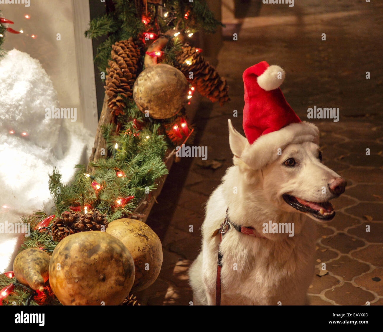 Weiße Schäferhund Santa Hut in Tlaquepaque in Sedona Stockfoto