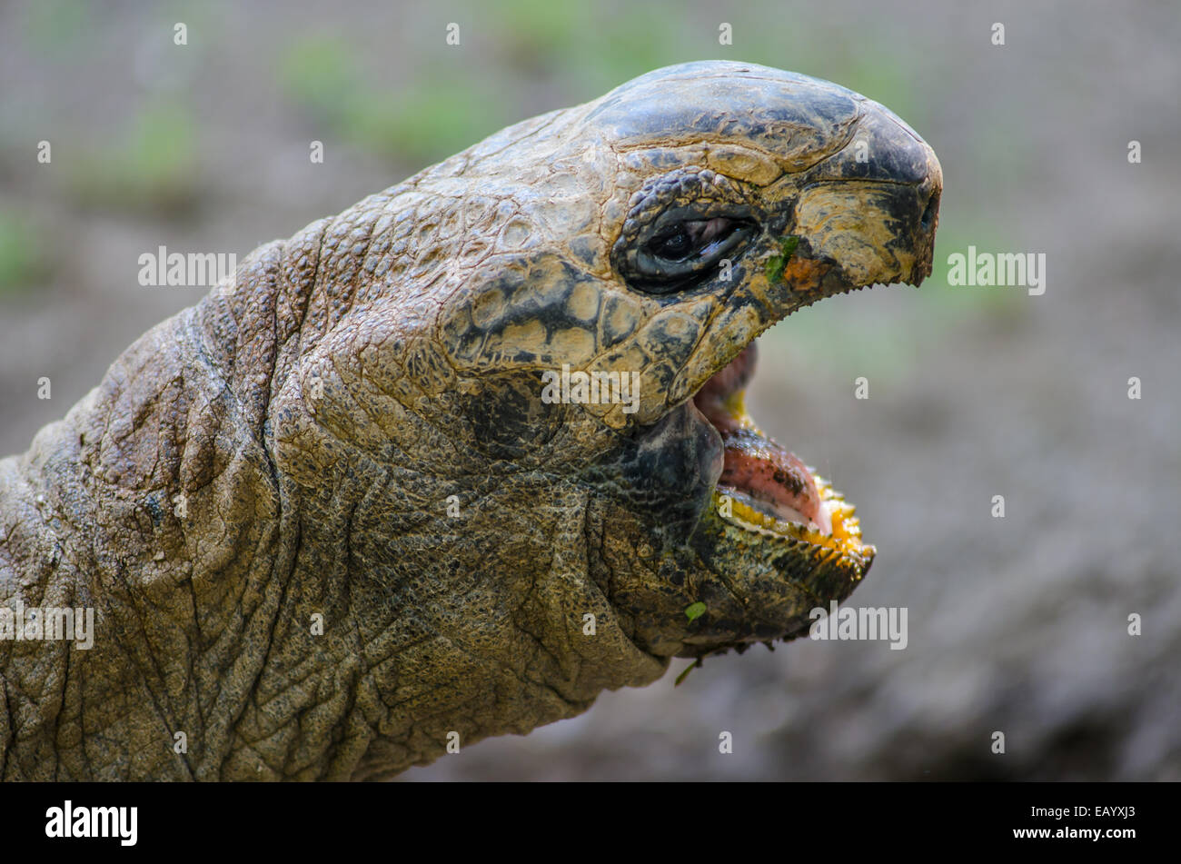 Eine Schildkröte öffnet seinen Mund weit während des Essens Stockfoto