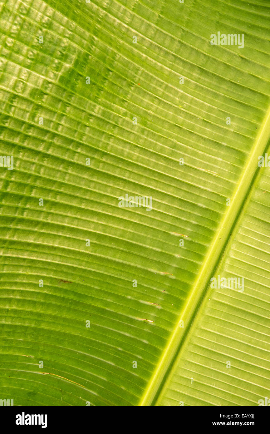 Adern auf dem Blatt eine Bananenstaude (Musa sp) in der Insel Príncipe (Golf von Guinea) Stockfoto