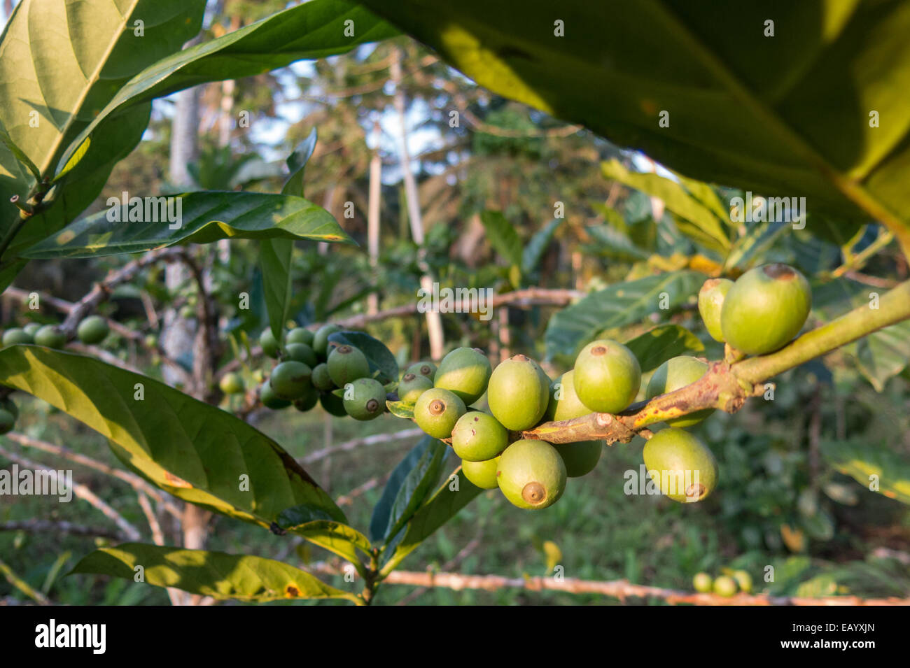 Grüne Kaffeebohnen in der Plantage von Oque Daniel in der Insel Príncipe (Golf von Guinea) Stockfoto