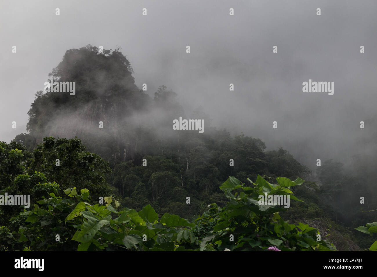 Nebel verhüllt die Berggipfel im Regenwald im Süden der Insel Príncipe (Golf von Guinea) Stockfoto