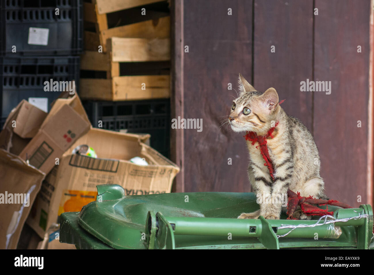 Eine Katze ist als traditionelle Schutz gegen Ungeziefer und böse Geister in Santo Antonio, Príncipe mit einem roten Band gebunden. Stockfoto