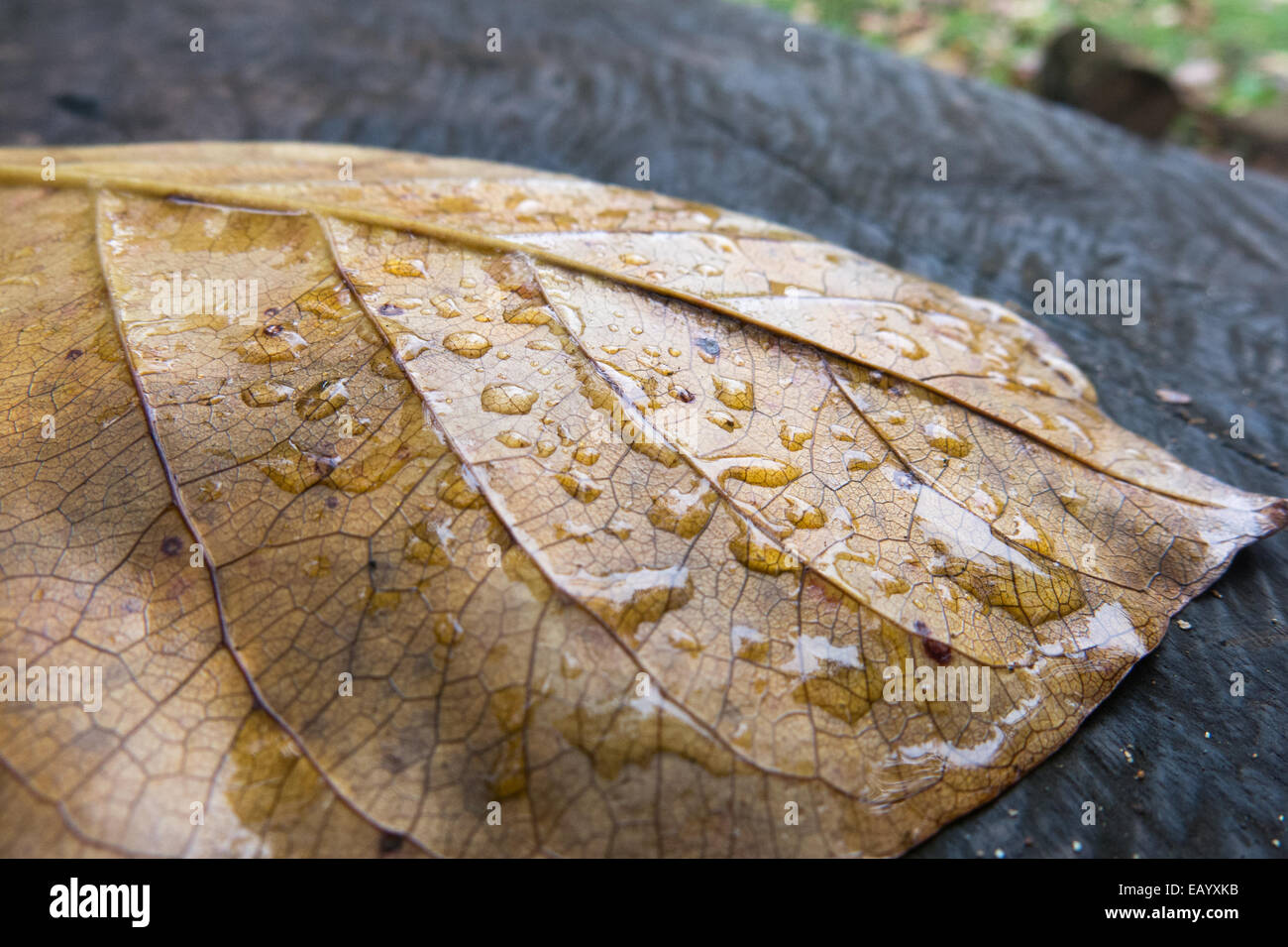 Regentropfen sammeln auf ein Blatt in den Regenwald von Príncipe (Sāo Tomé e Príncipe, Golf von Guinea) Stockfoto