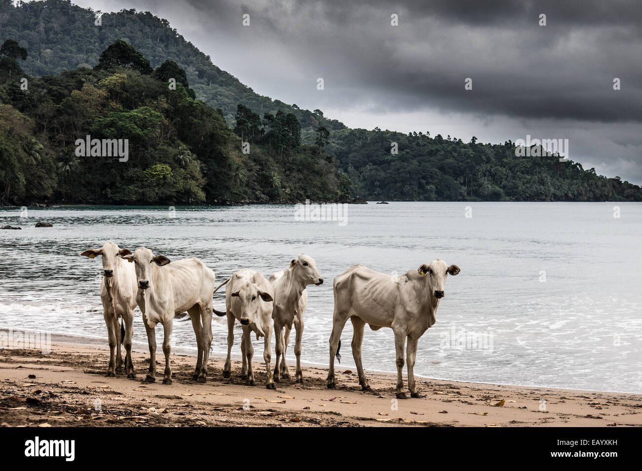 Eine kleine Herde von brasilianischen Rindern durchstreift an einem Strand in Príncipe (Sāo Tomé e Príncipe, Golf von Guinea) Stockfoto