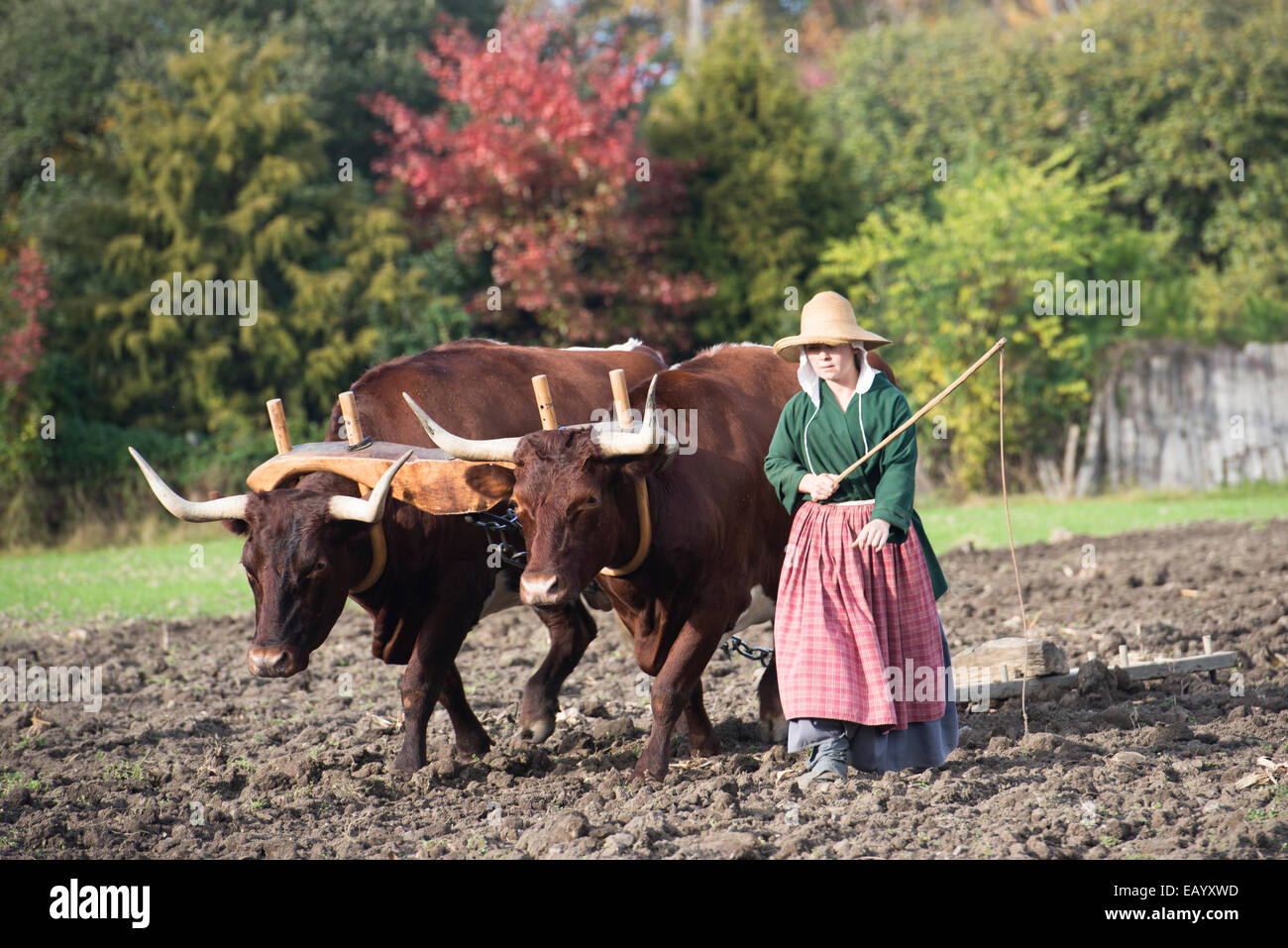 Frau Feld Hand mit Stick Eggen/pflügen ein Feld mit zwei paarte Ochsen auf große Hoffnungen-Plantage in Colonial Williamsburg, VA Stockfoto