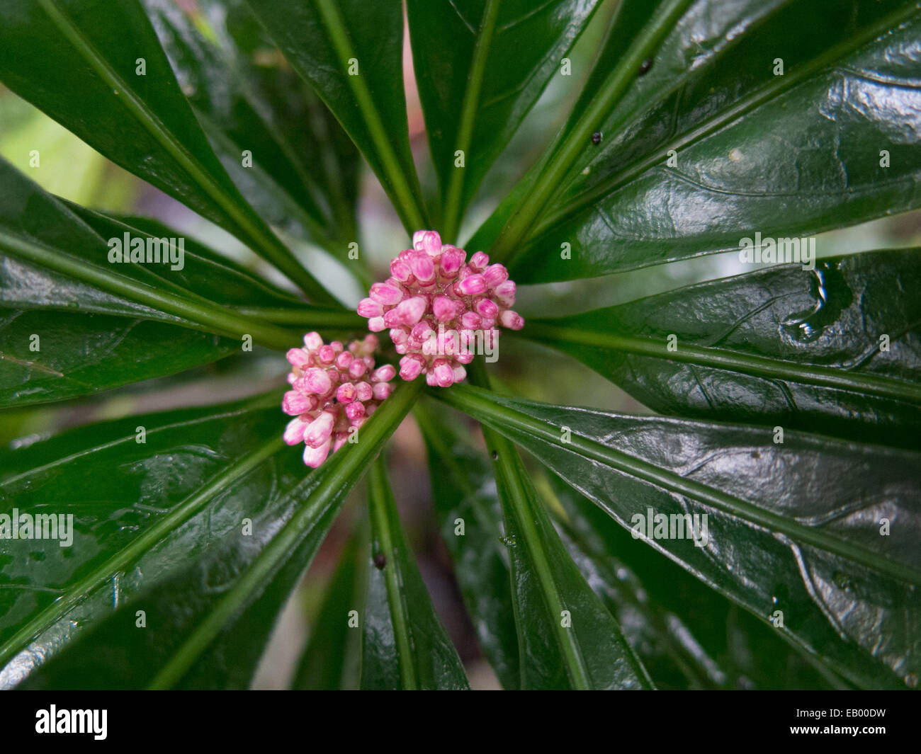 Eine kleine rosa Blume im Regen Wald von Príncipe (Sāo Tomé e Príncipe, Golf von Guinea) Stockfoto