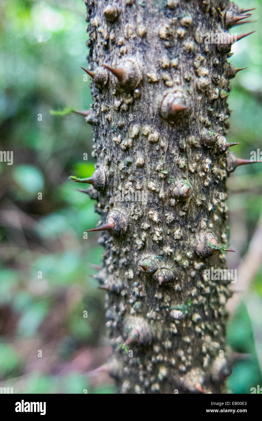 Dornen zu heftig verteidigen einen Baum im Regenwald von Príncipe (Sāo Tomé e Príncipe, Golf von Guinea) Stockfoto