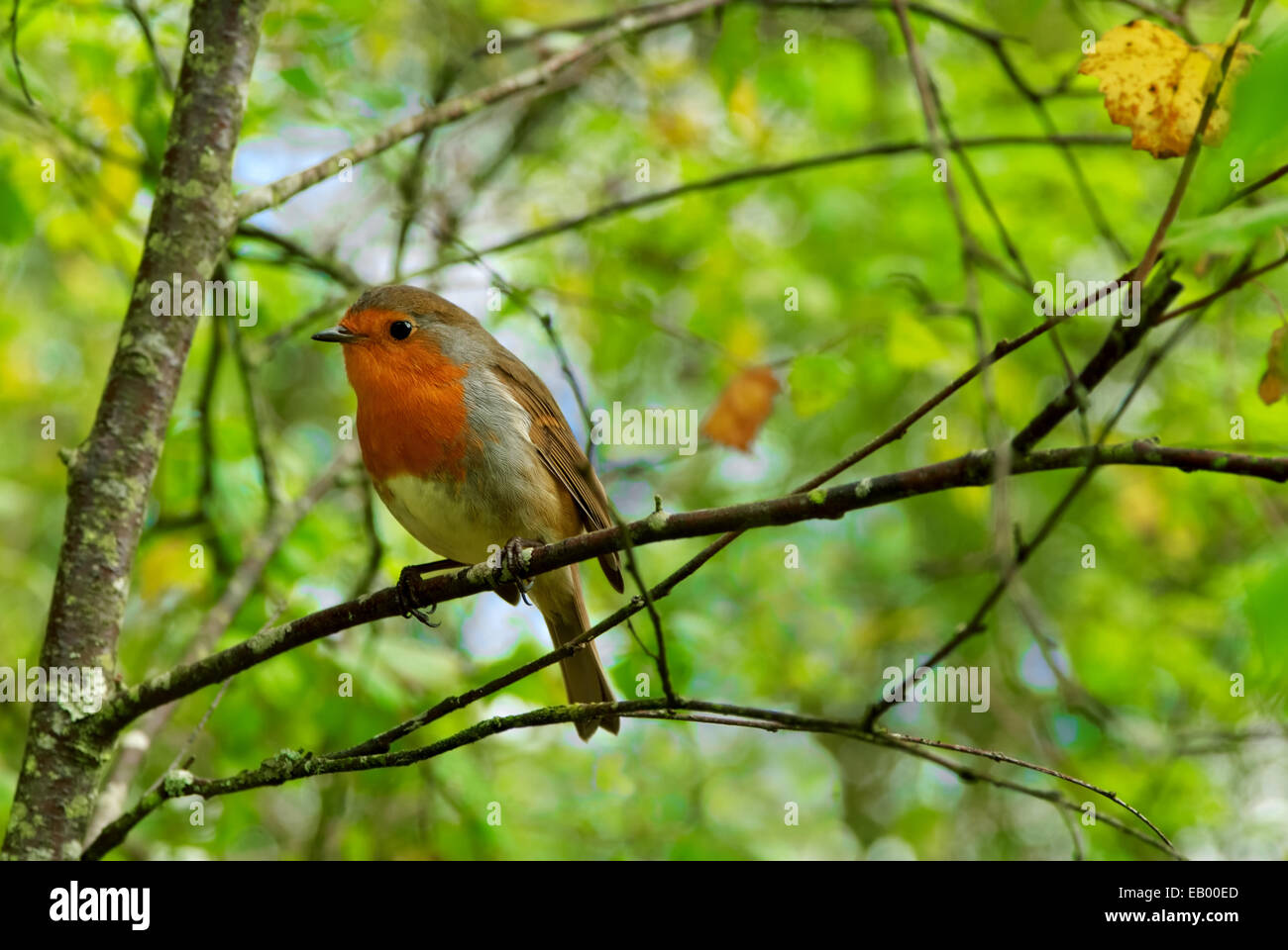 Englische Robin auf einem Ast im Wald Stockfoto