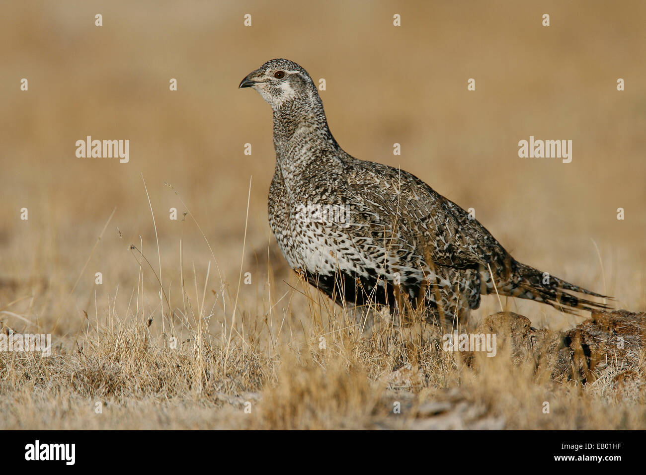 Größere Salbei-Moorhuhn - Centrocerus Urophasianus - weiblich Stockfoto