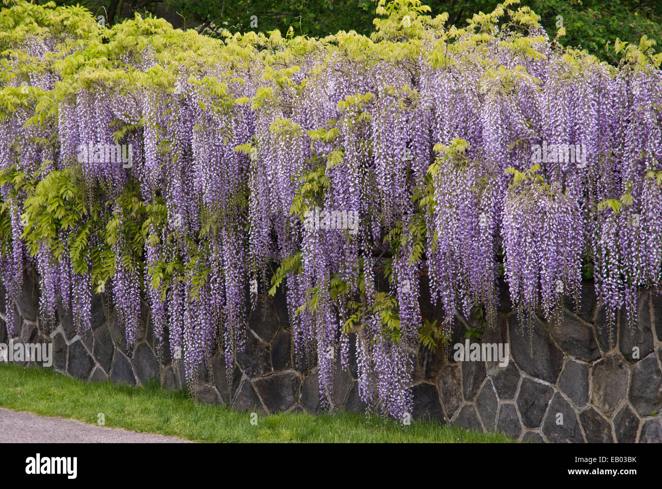 Japanische Wisteria Blauregen Glycine rosa Blüten Sorte /" Honbeni /"