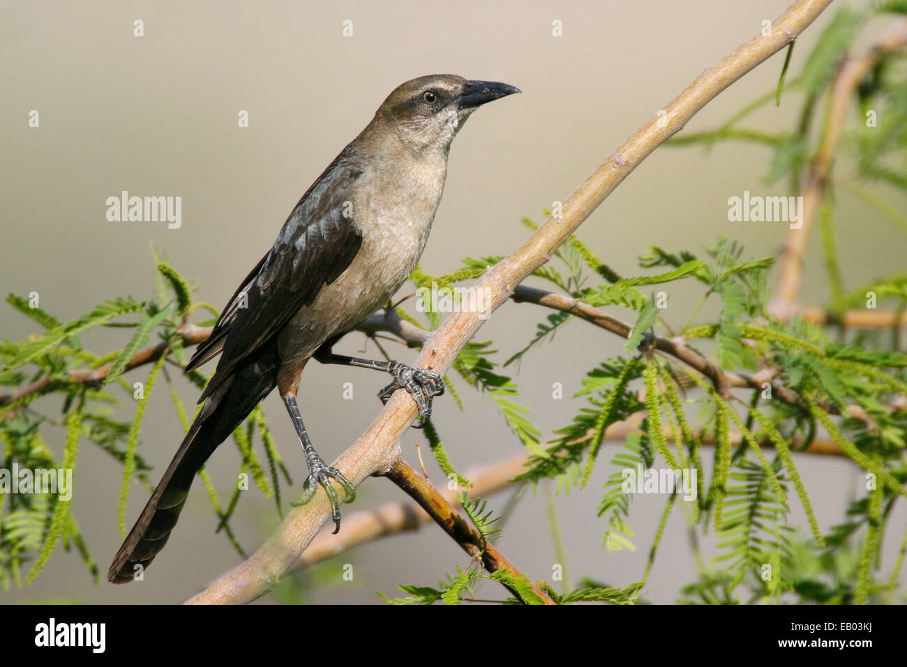 Groß-tailed Grackle - Quiscalus Mexicanus - weiblich Stockfoto