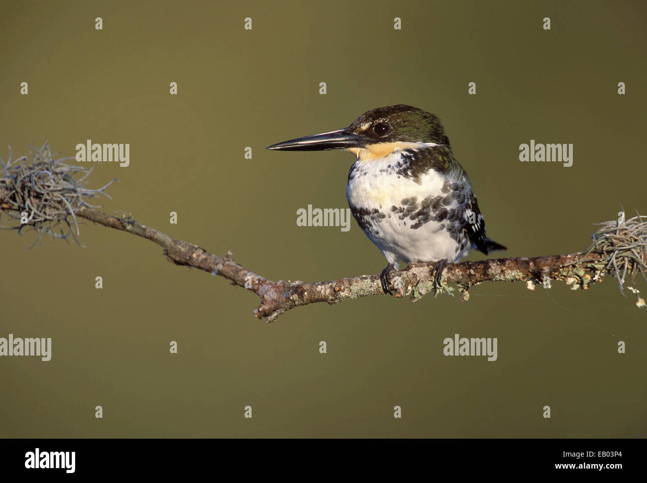 Grüne Kingfisher - Chloroceryle americana Stockfoto