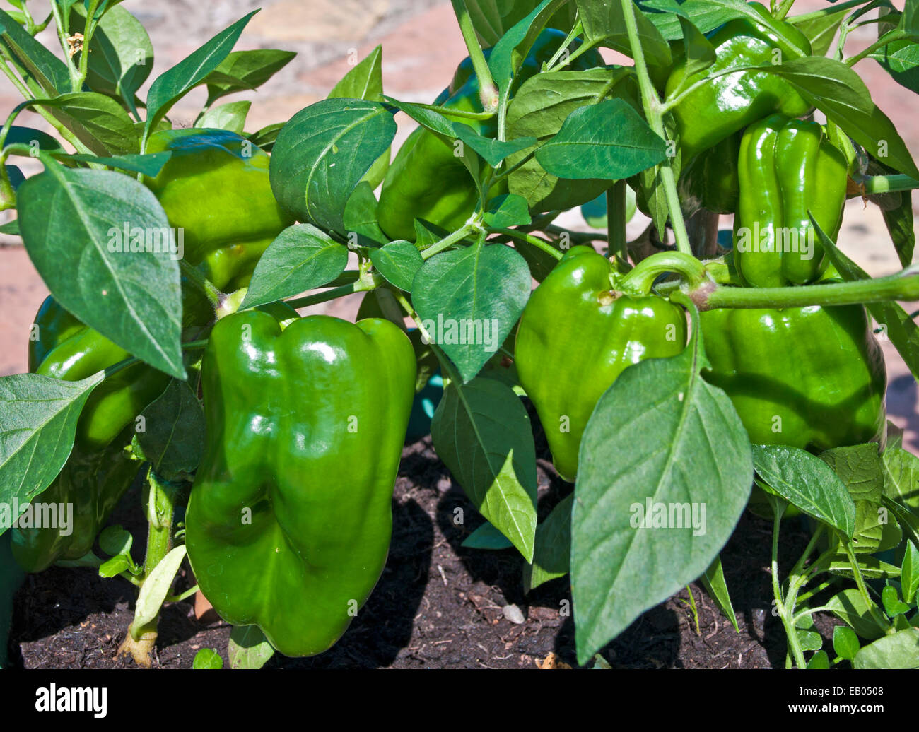 Grüne Früchte reifen im Sommersonne auf Paprika Pflanzen Sorte Redskin, angebaut im Container auf Terrasse, England UK Stockfoto