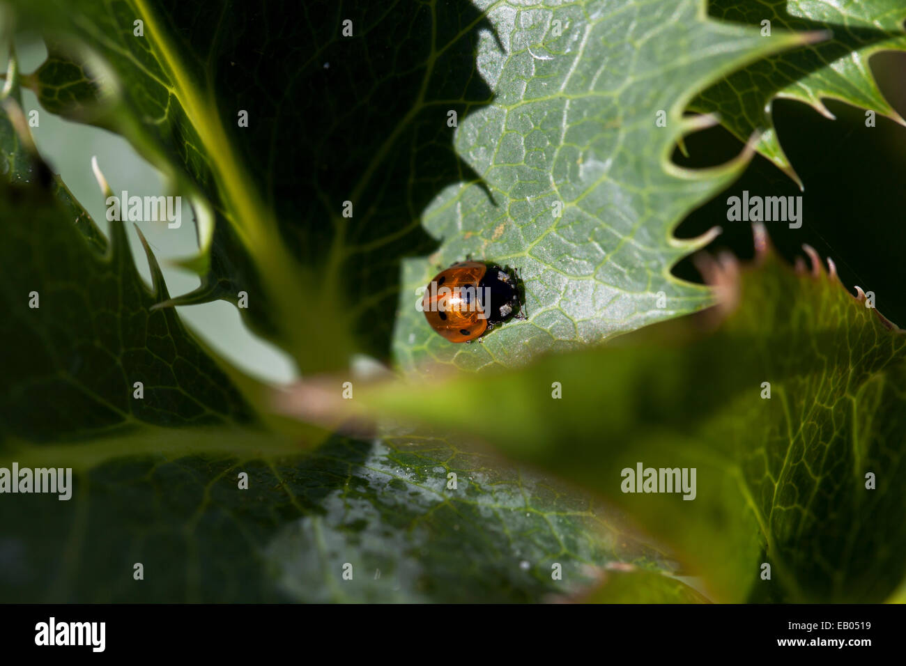 Marienkäfer auf der Helleborus Argutifolius Pflanze, Marin County, Kalifornien, USA. Stockfoto