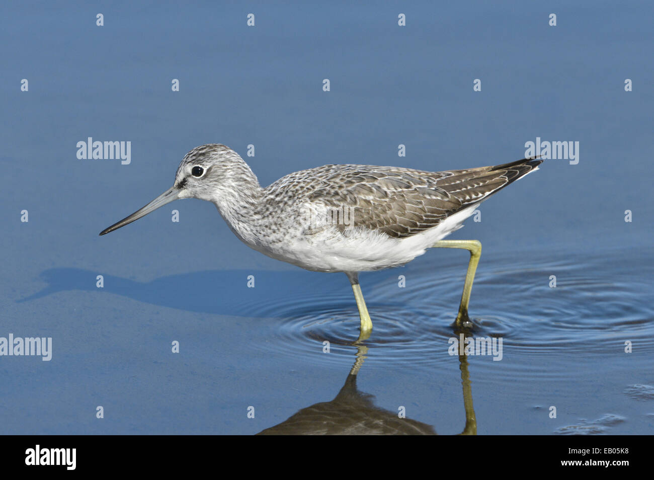 Grünschenkel - Tringa nebularia Stockfoto