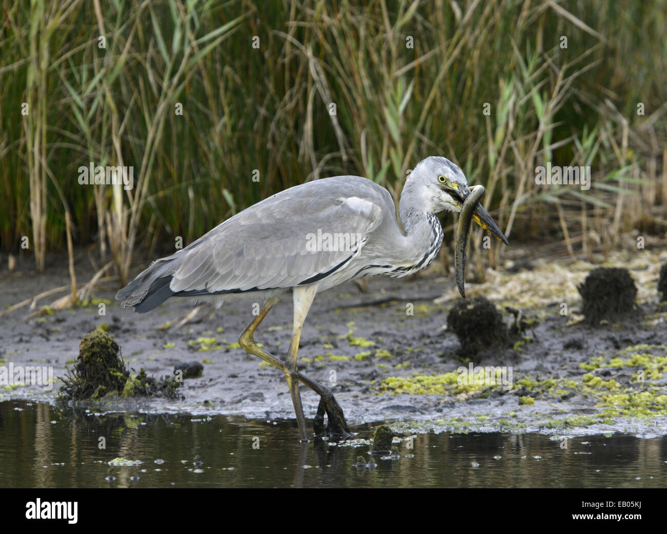 Graureiher - Ardea cinerea Stockfoto