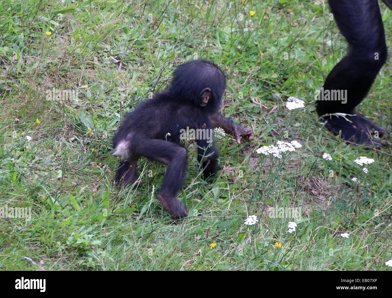 Nahaufnahme eines Baby Junge Bonobo oder (ehemals) Pygmy Schimpanse (Pan Paniscus) zu Fuß in Richtung Mama Stockfoto