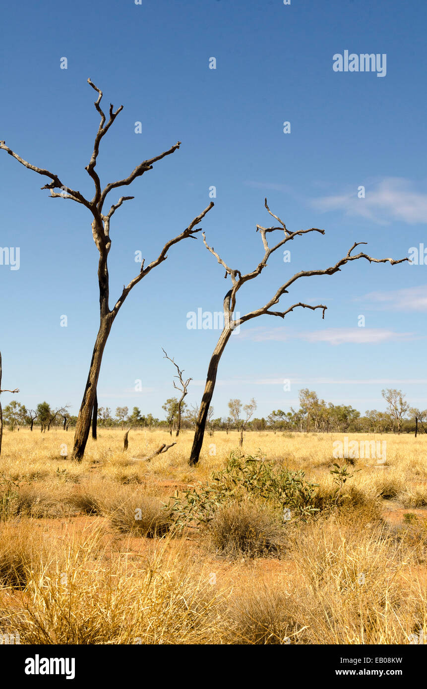 Tote Bäume in der Wüste, Ayers Rock, Uluru, Northern Territory, Australien Stockfoto