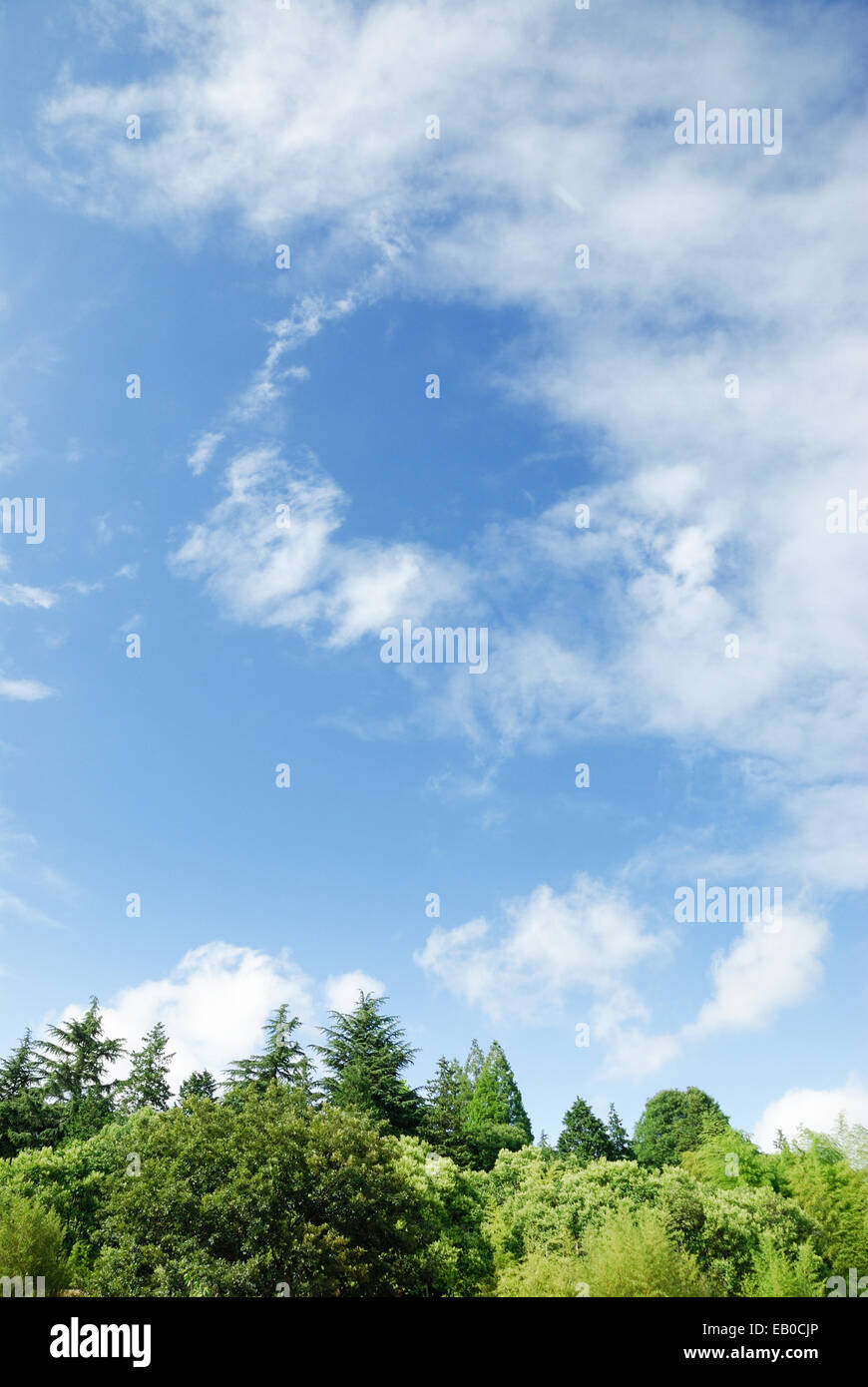 Grün der Bäume und klaren Himmel mit einigen cloud Stockfoto