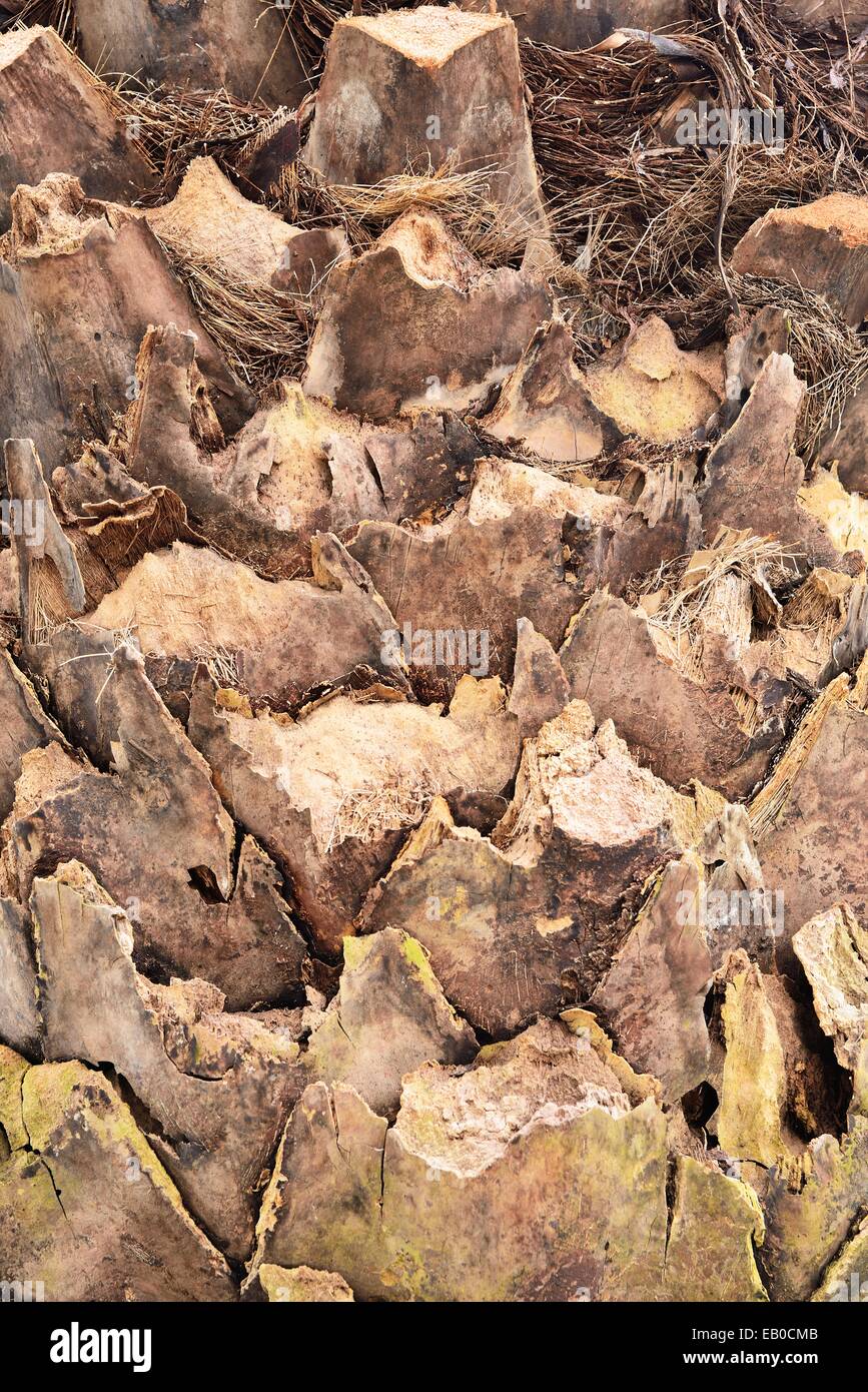 Nahaufnahme des Kanarischen Palmen Rinde (Phoenix Canariensis) Stockfoto