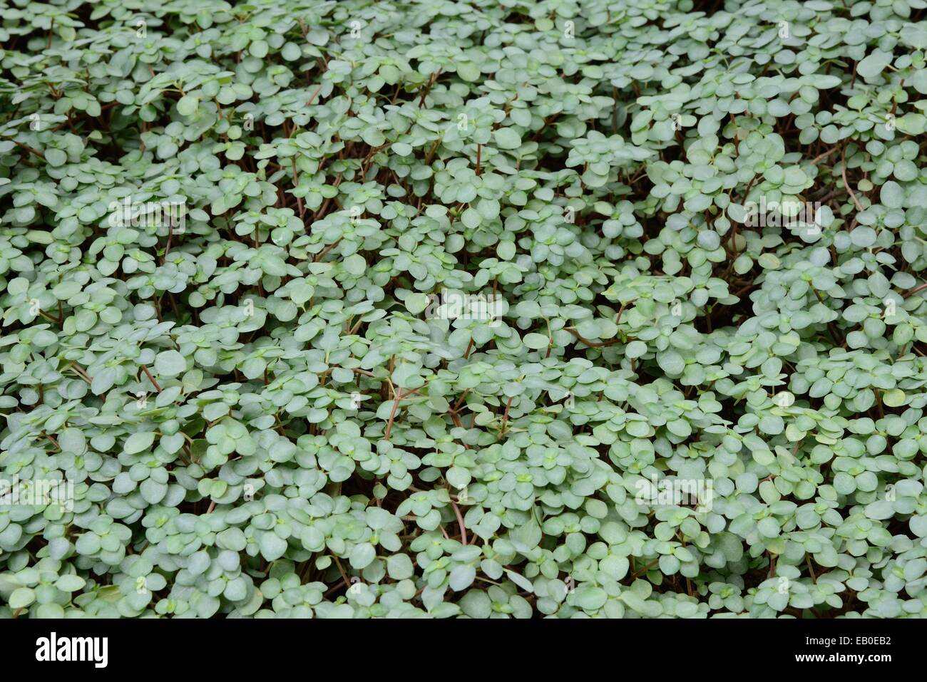 Kolonie von j.r.Haager Glauca (Engel Tränen, Tara) Stockfoto