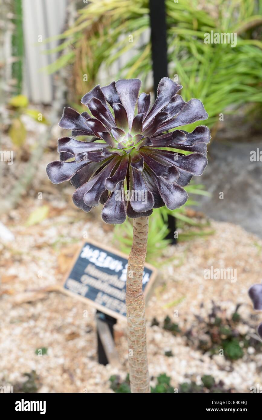 Nahaufnahme von Aeonium Arboreum var. atropurpureum Stockfoto