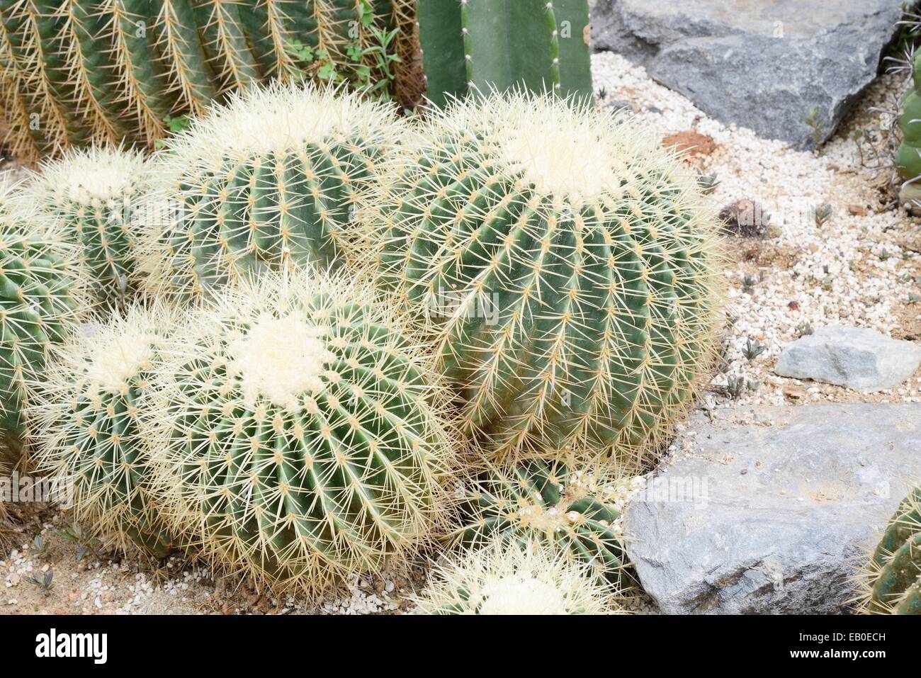 Nahaufnahme von Echinocactus Grusonii, eine Art von Kaktus Stockfoto
