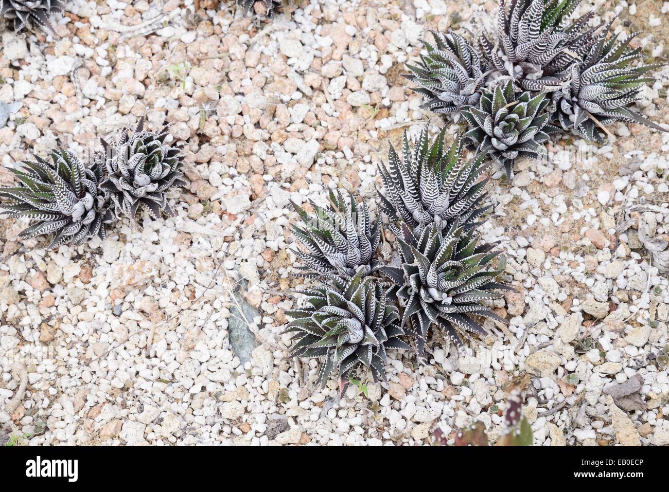 Nahaufnahme von Haworthia Fasciata Cactus Kolonie Stockfoto