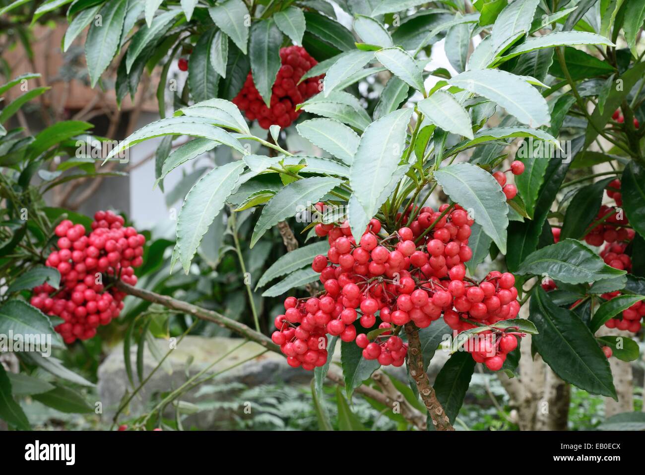 Nahaufnahme von roten Beeren von Ardisia crenata Stockfoto