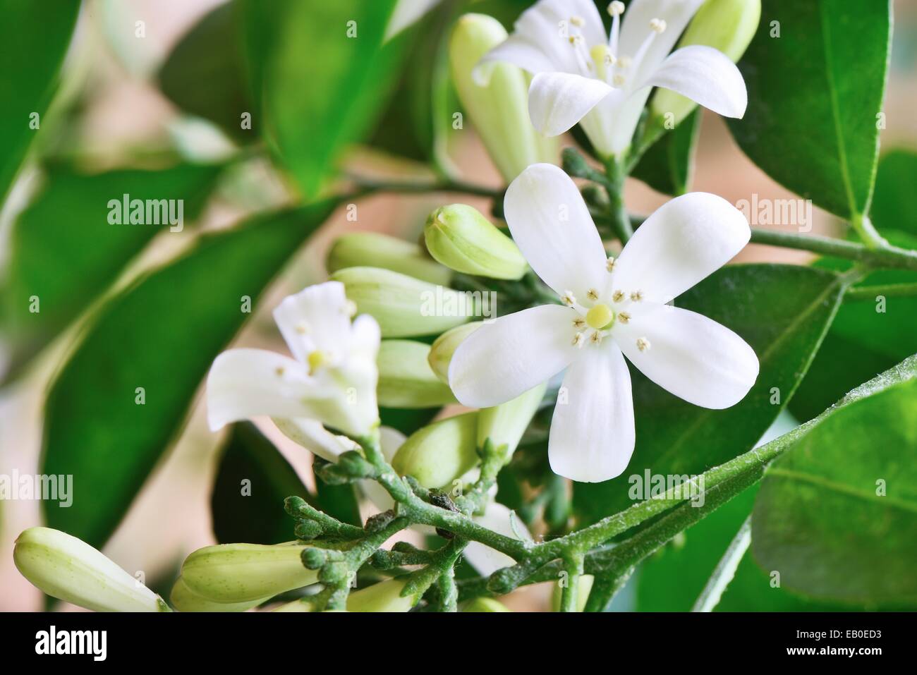 Nahaufnahme des weißen orange Jasmin Blumen in voller Blüte Stockfoto
