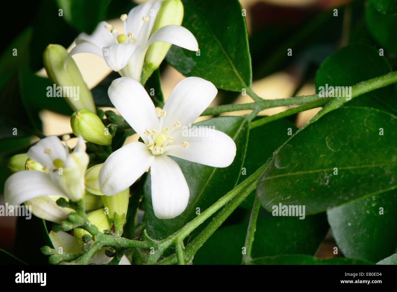 Nahaufnahme des weißen orange Jasmin Blumen in voller Blüte Stockfoto