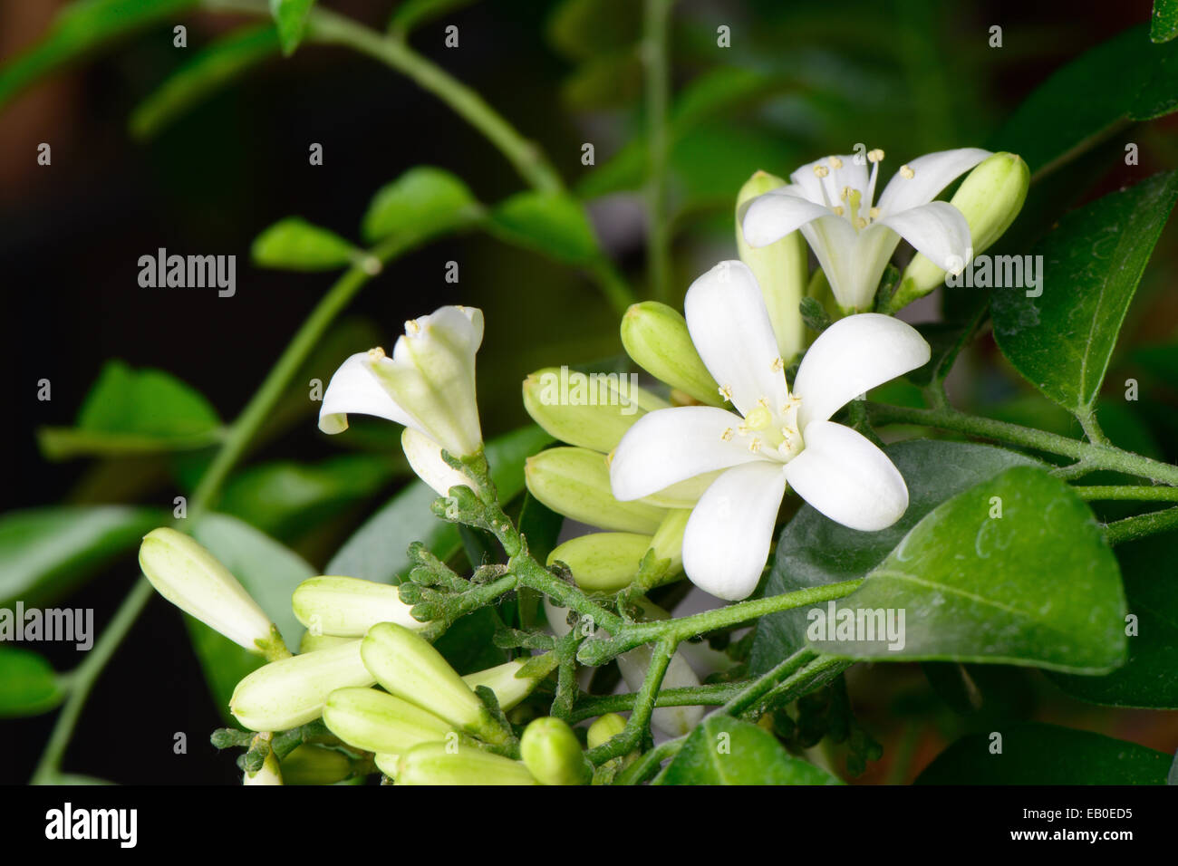 Nahaufnahme des weißen orange Jasmin Blumen in voller Blüte Stockfoto