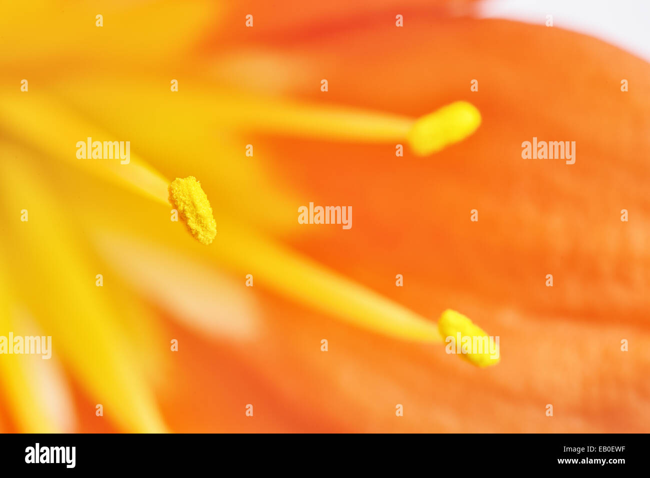 Nahaufnahme der Staubblätter Kaffir Lilie Blume Stockfoto