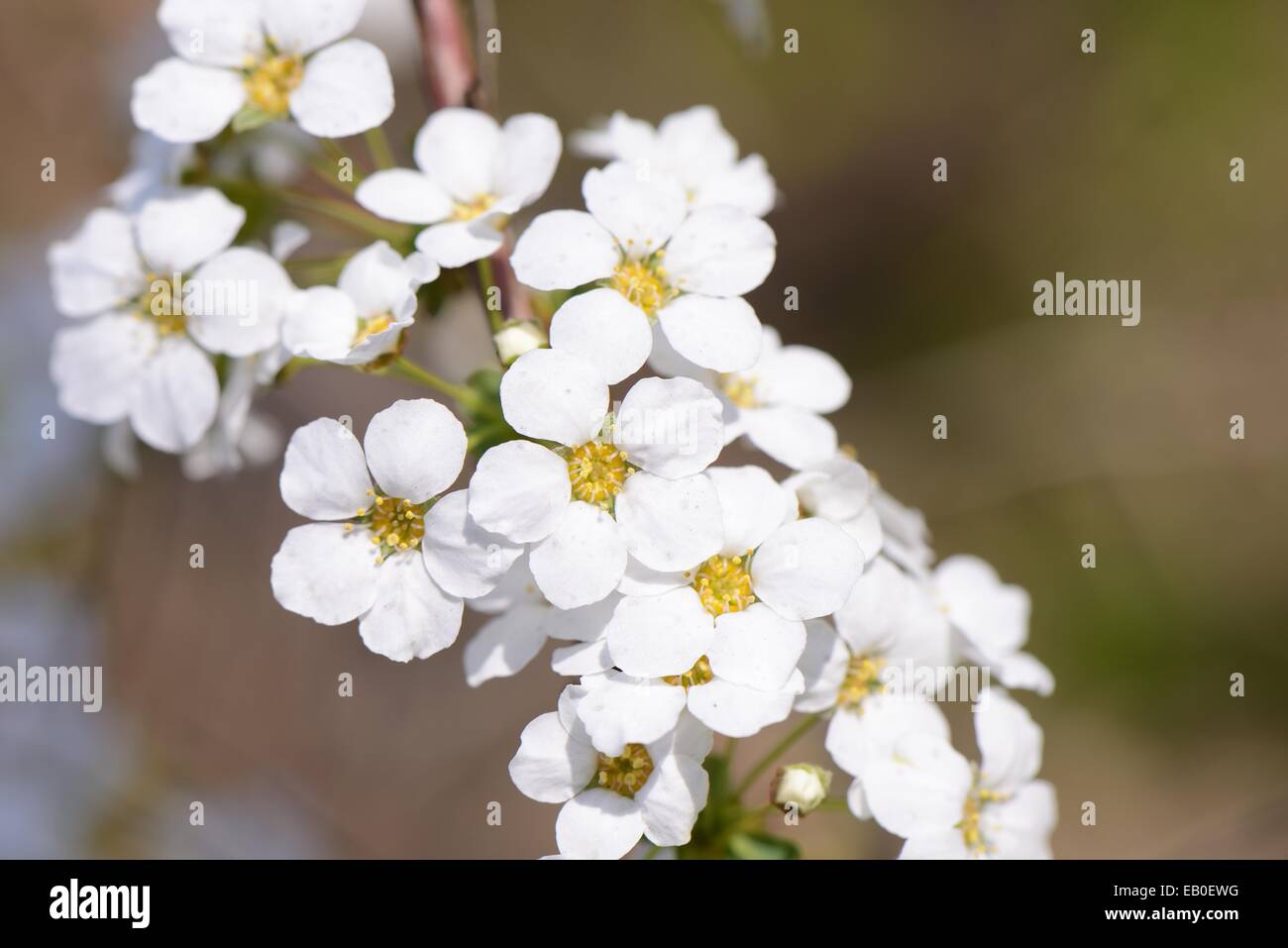 Nahaufnahme des weißen farbigen Brautkranz Blumen Stockfoto