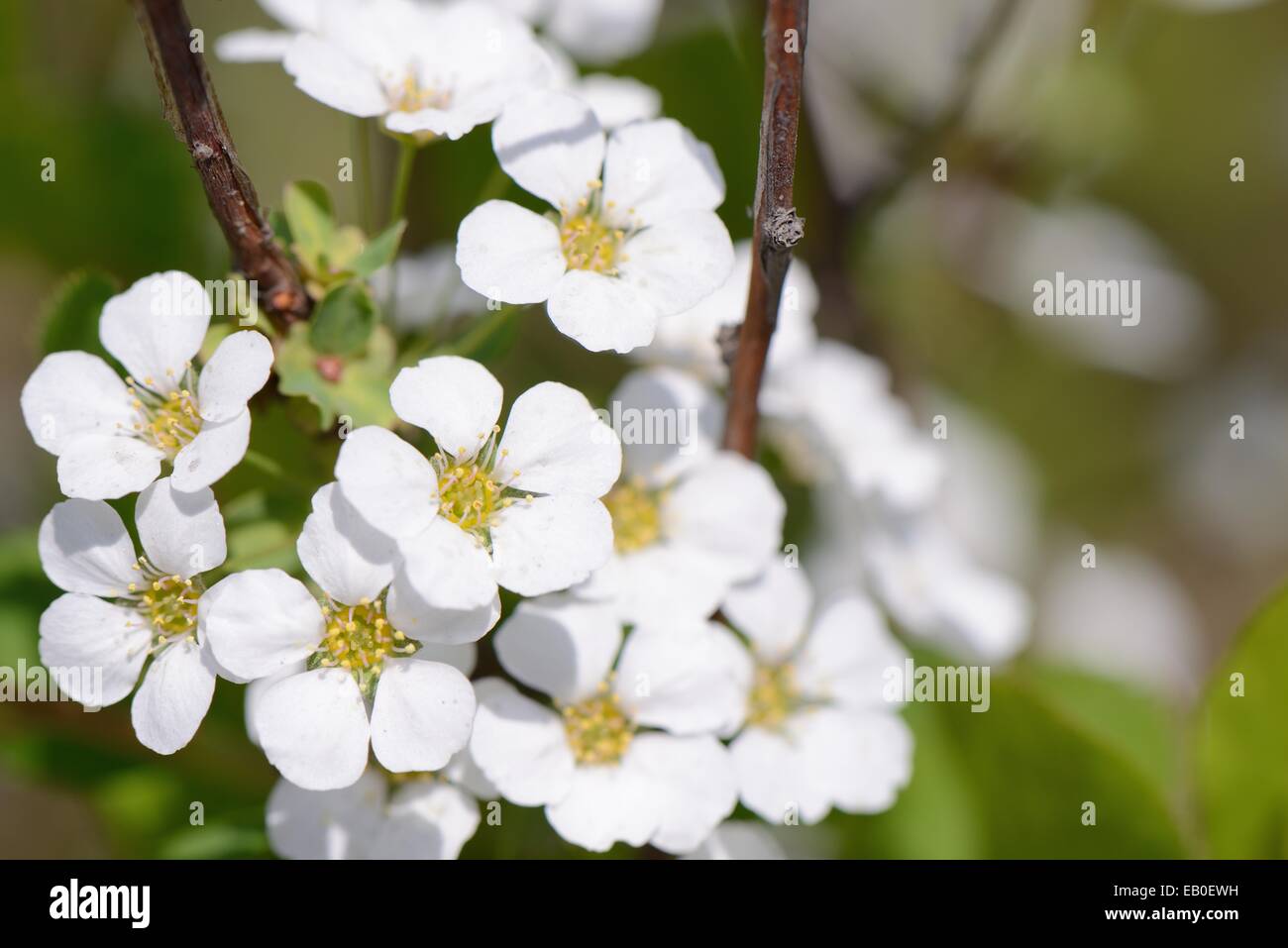 Nahaufnahme des weißen farbigen Brautkranz Blumen Stockfoto