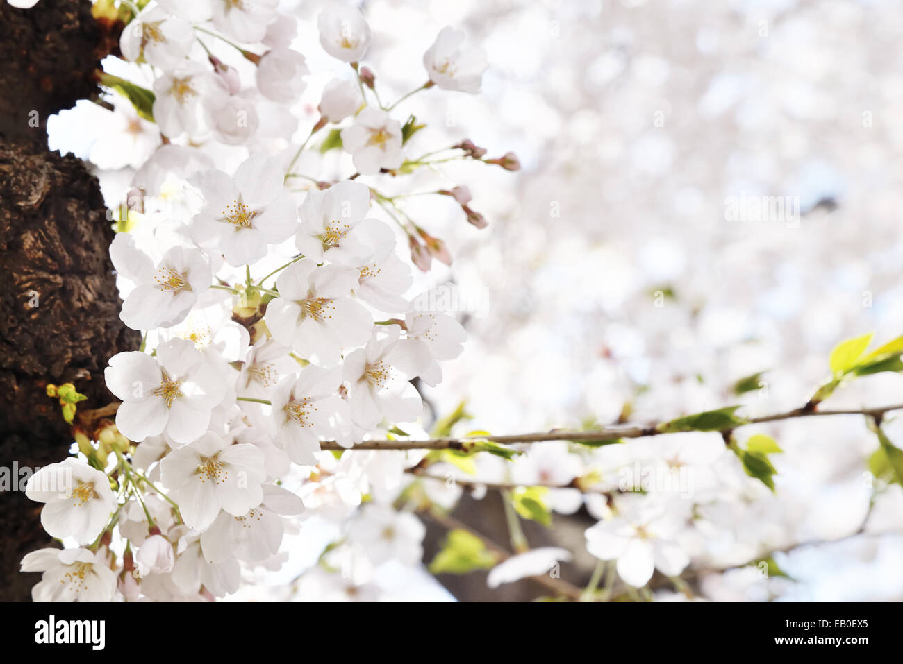 Nahaufnahme des koreanischen Kirschblüten in voller Blüte Stockfoto