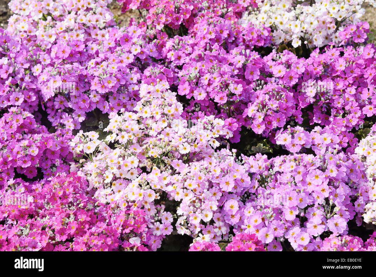 Nahaufnahme von Phlox Subulata reichblühend Stockfoto