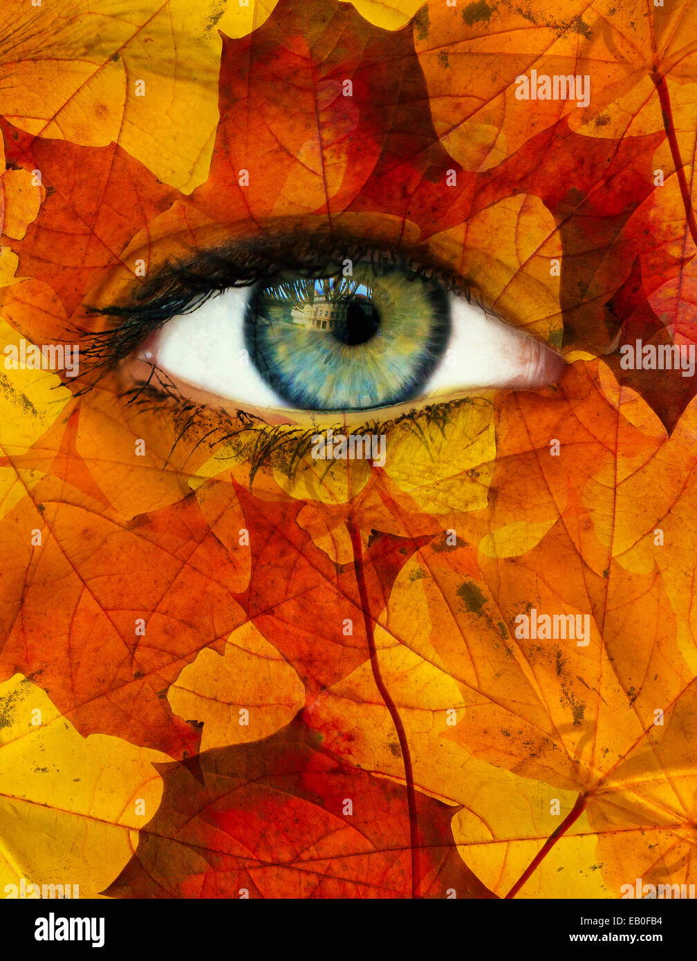 Herbst-Auge Stockfoto