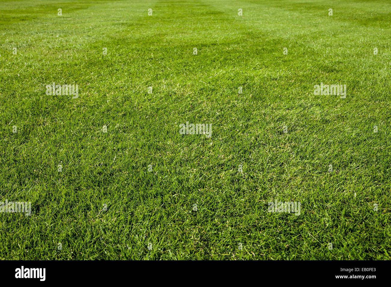 grüne Wiese, Fußballplatz mit Streifen Stockfoto