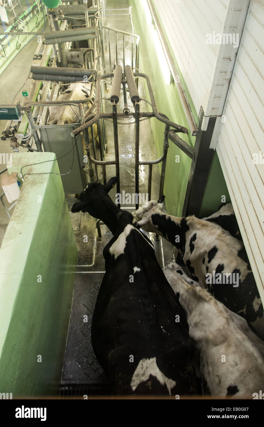 Kühe in der geduldig warten gehen im Melkstand. Sie sind auf der Suche bei den Bauern, der aus Schuss Stockfoto