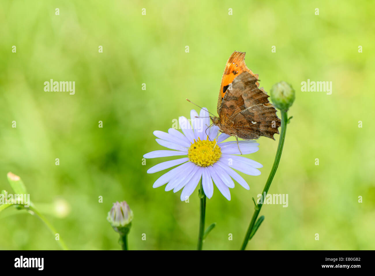 Schmetterling auf einer Blume in einem Feld Stockfoto